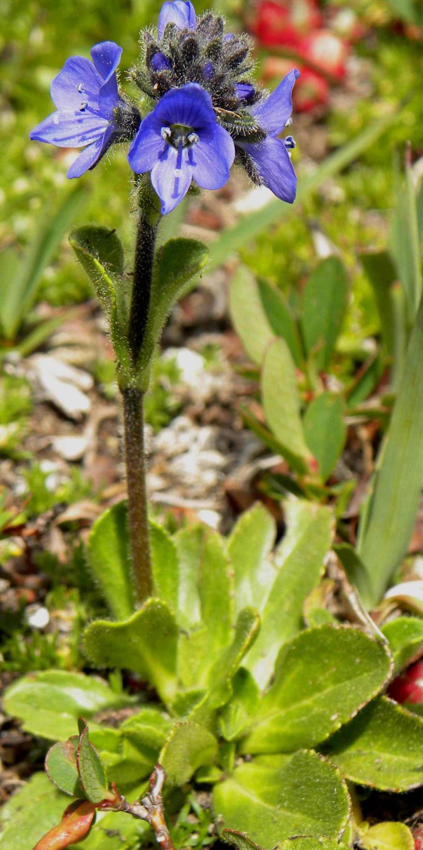 Veronica bellidioides / Veronica con foglie di margherita